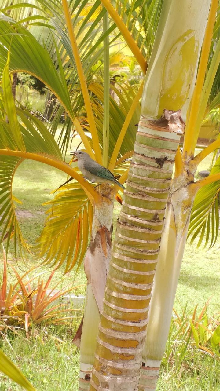 Pousada Vida Mar Hotel Barra Grande  Kültér fotó